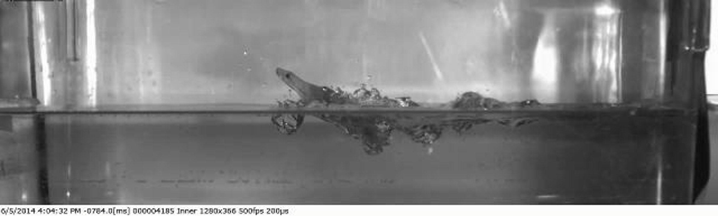gecko courant sur l'eau