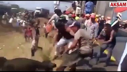 Akılalmaz görüntü.. Kazayı fırsat bilip onlarca hayvanı çaldılar