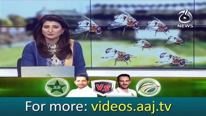 flies  attacks  during South Africa, Pakistan match