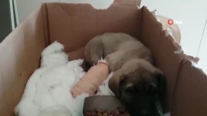 Bacağını Araba Ezen Yavru Köpeğe Belediye Sahip Çıktı