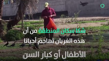 طائر الغراب السارق يفرض حضور ثقيل على سكان هذه المنطقة