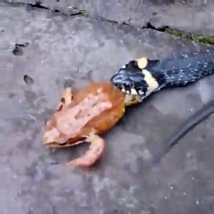 الهرب  مستحيل   There is no chance to escape