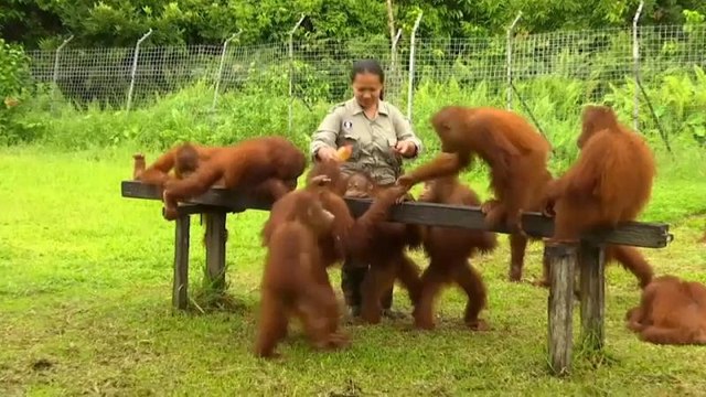 Borneo: Orangotango a scuola dagli umani