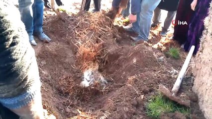 Şanlıurfa'da Ahır Çöktü: 8 Hayvan Telef Oldu