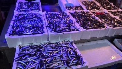 Trabzon Karadenizli, Hamsiye Hasret Kaldı