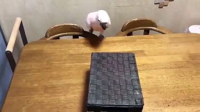 Animals playing around.