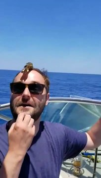 Cet oiseau se pose sur le crâne de cet homme ! Pas timide