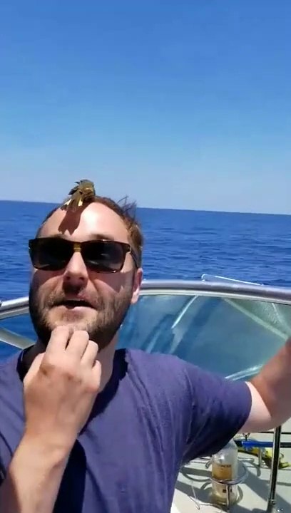 Cet oiseau se pose sur le crâne de cet homme ! Pas timide