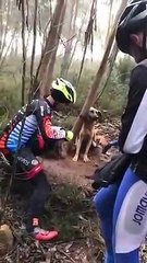 Des cyclistes sauvent un chien abandonné et attaché à un arbre en pleine foret