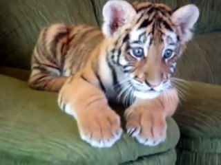 Ce bébé tigre adorable joue avec un chien