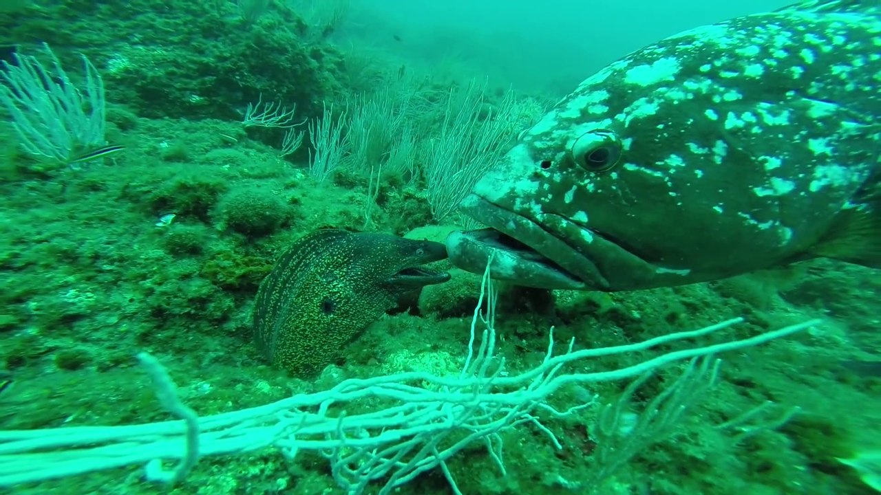 Rencontre insolite entre un mérou géant et une murène