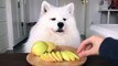 Vidéo ASMR d'un chien qui mange une pomme !