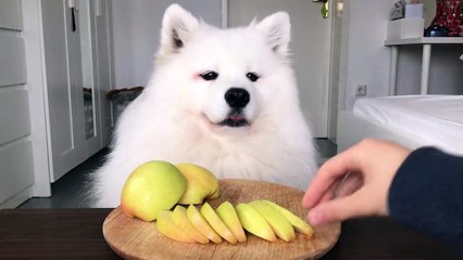 Vidéo ASMR d'un chien qui mange une pomme !