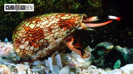 10 ANIMALES QUE SON MÁS PELIGROSOS DE LO QUE PIENSAS