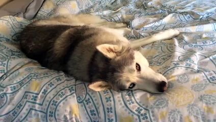 Un Husky a la flemme de se lever !