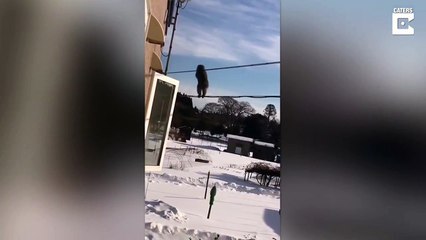 Des singes se déplacent en file indienne sur des câbles téléphoniques pour ne pas marcher dans la neige