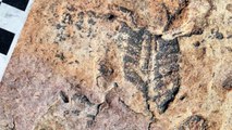 Fossils Reveal Land-Dwelling Life Emerged On Earth Much Earlier Than Thought