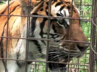 Big Cat Rescue - Big Bird Rescue Big Cat TV