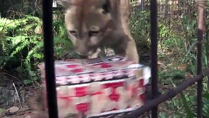 Big Cat Rescue - A Big Cat Christmas