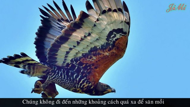 Loài Chim Săn Mồi Mạnh Mẽ Nhất Đại Bàng Rừng Châu Phi