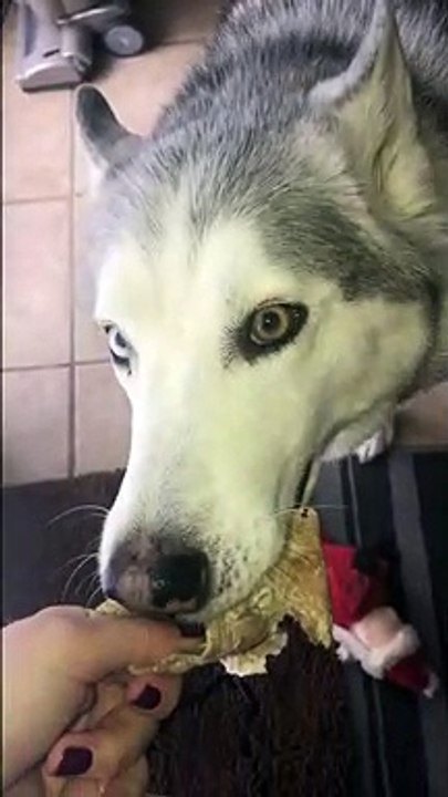 Husky throws tantrum after not being allowed to bury his treat