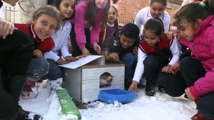 Eski seçim sandıkları hayvanlara yuva oldu - KIRIKKALE