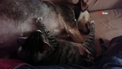 Annesi sandığı köpeği emen kedi görenleri şaşkına çeviriyor