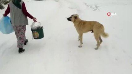 Sokak Hayvanları Ölmesin Diye Yemeklerinin Yarısını Paylaşıyorlar
