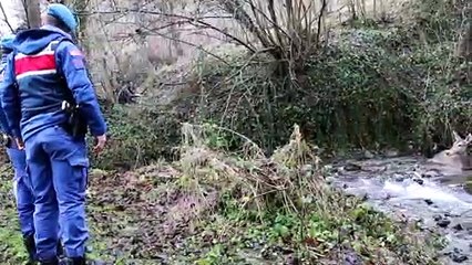 Yaralı geyik donmak üzereyken kurtarıldı - BOLU