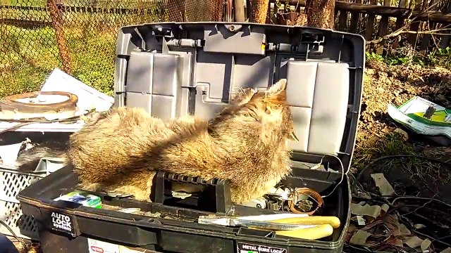 Un chat aime sa caisse à outils