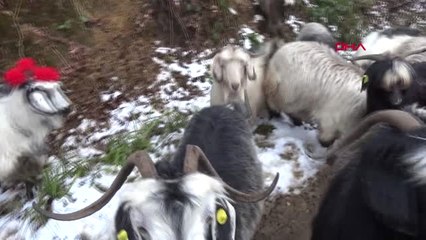 Rize Sürülerin Zorlu Dönüş Yolculuğu