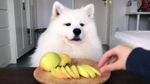 Dog eating an apple - you can not resist