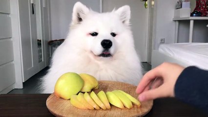 Dog eating an apple - you can not resist