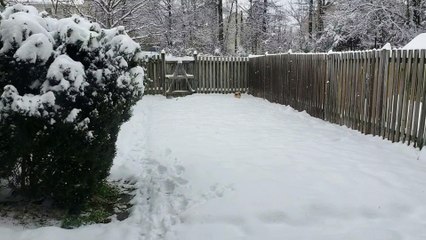 Pomeranian Playing in the Snow