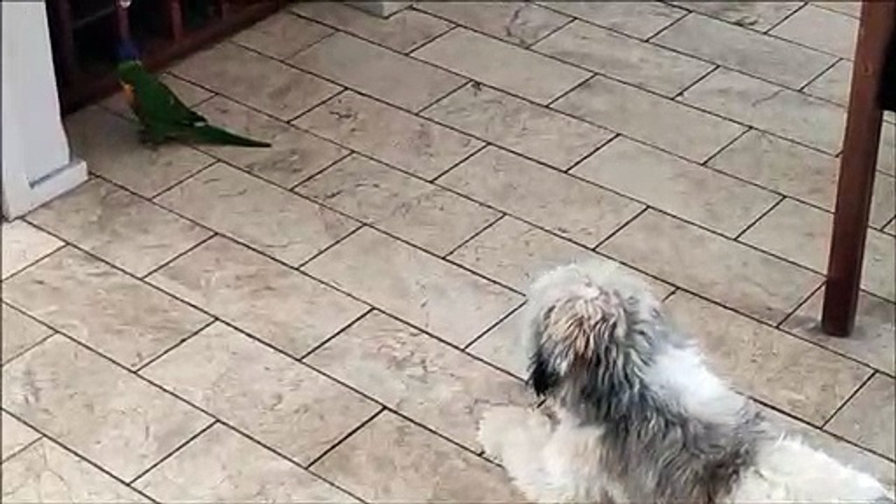 インコから逃げ回る犬