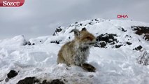 Çaldıran'daki soğuk tilkiyi dondurdu