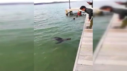 Bodrum'da Nesli Tükenme Tehlikesinde Olan Akdeniz Foku Görüntülendi