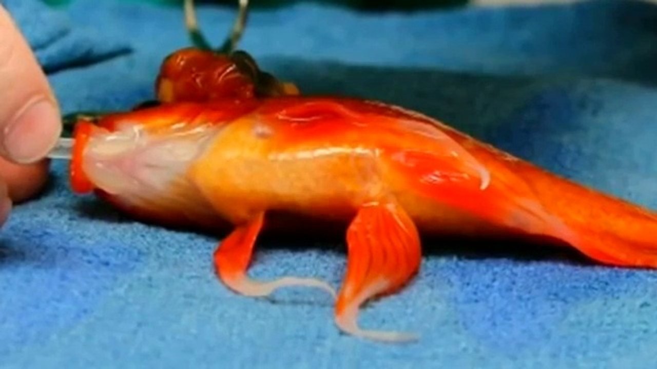 Un chirurgien opère la tumeur au cerveau d'un poisson rouge