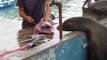 Pas facile de vendre du poisson à Puerto Ayora, Galapagos...