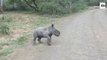Ce bébé rhinocéros adorable veut chasser les voitures