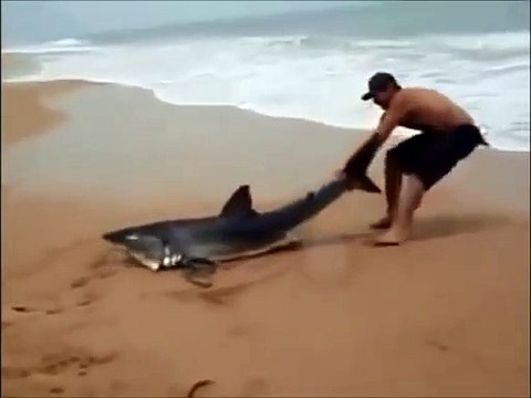 Un touriste brésilien sauve un requin échoué sur la plage