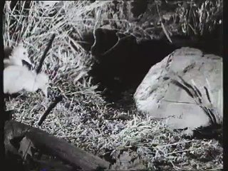 Tales of the Riverbank (1990 UK VHS)