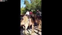 Ce chameau mange le pied d'un enfant touriste en balade !