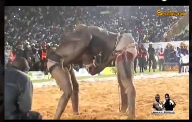 Balla Gaye 2 bat Modou Lô pour la deuxième fois