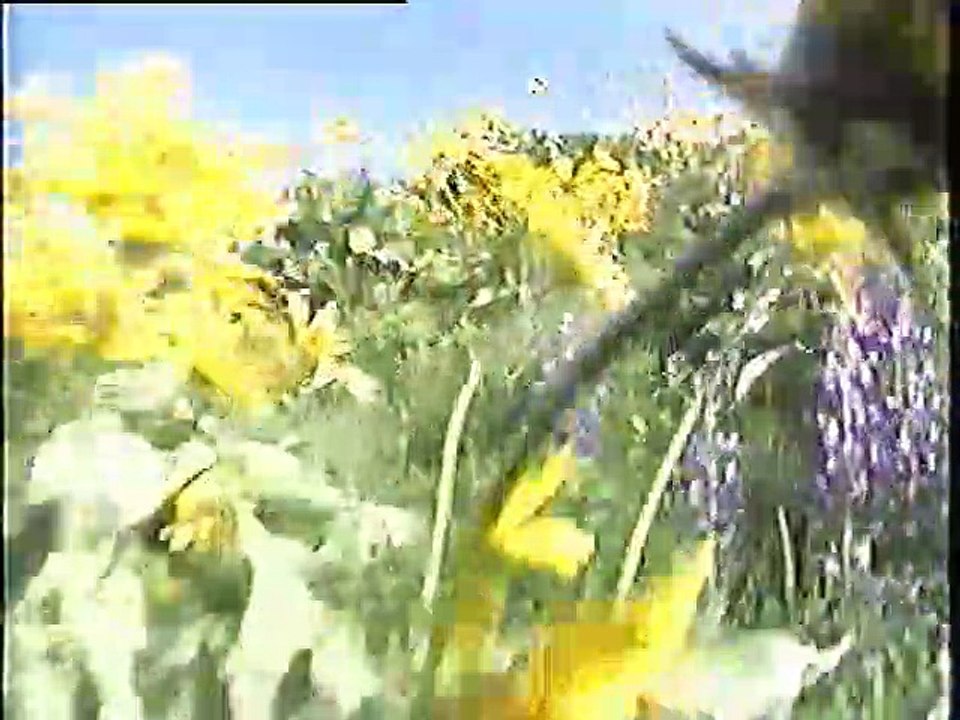 Wyoming's Wonderful Wildlife