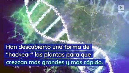 Científicos ahora pueden 'hackear' la fotosíntesis