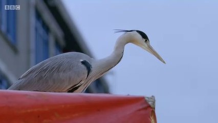 Cities Natures New Wild S01E03 Outcasts (2019) Documentary.Series