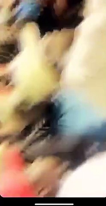 Chabi de Pod et Marichou tombe en transe après la victoire de Balla Gaye 2