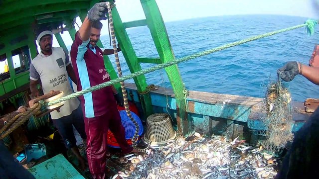 Most Venomous Snake Caught while fishing | Boat Launcher Net Fishing
