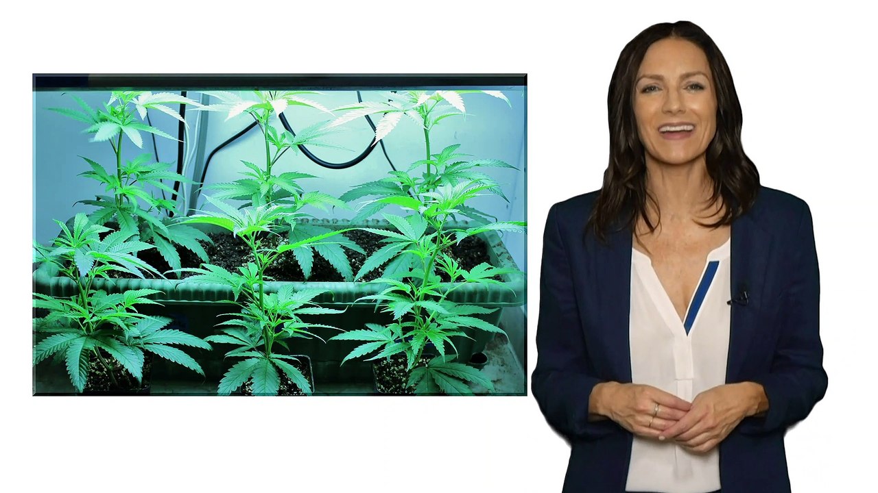 Everything You Need to Know About Autoflowering Marijuana Seeds